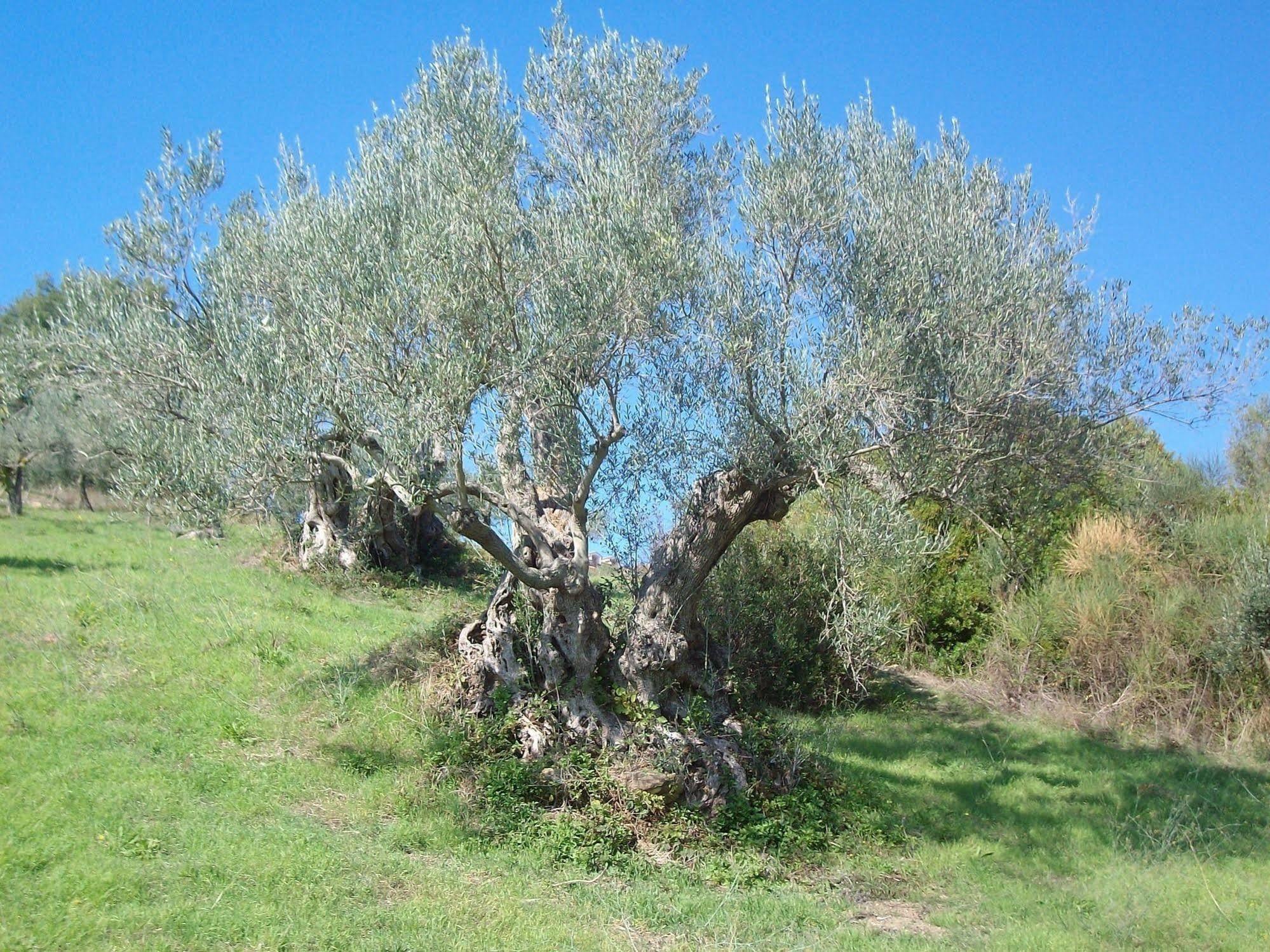 Villa Casal Finocchito Ogliastro Cilento Exterior foto